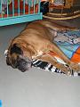 Imme 2 maart 2007 (1)
